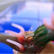 Stunning animal smoking glass tobacco pipes